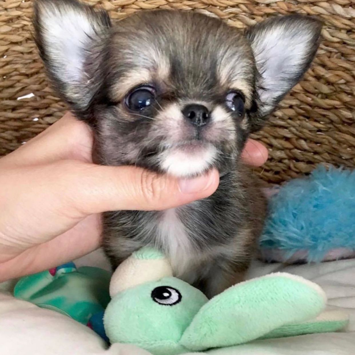 Chihuahua Puppies For Sale