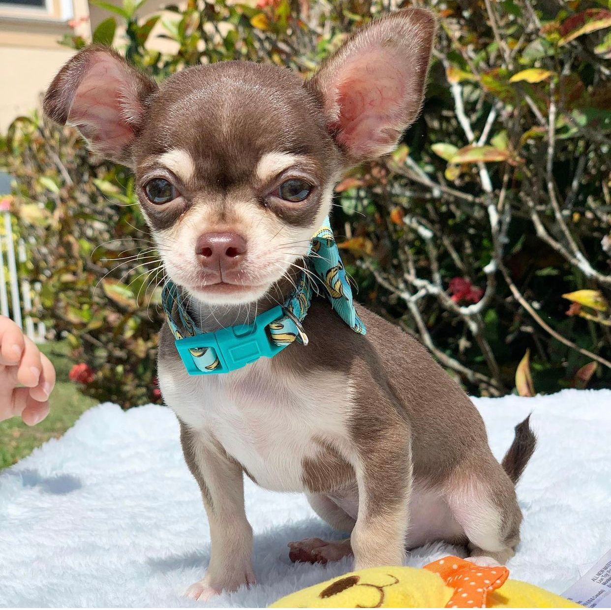 Chihuahua Puppies For Sale