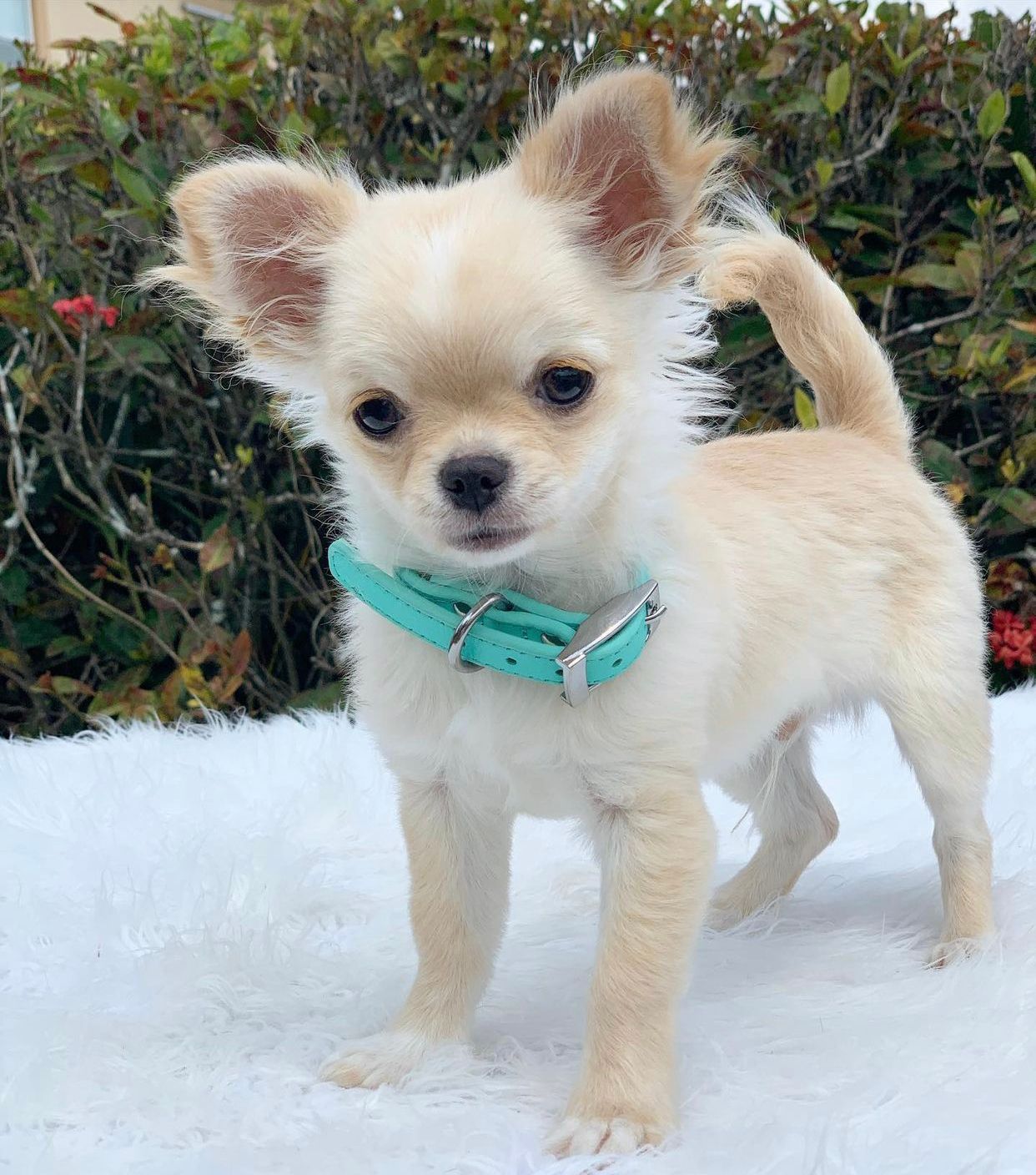 Chihuahua Puppies For Sale