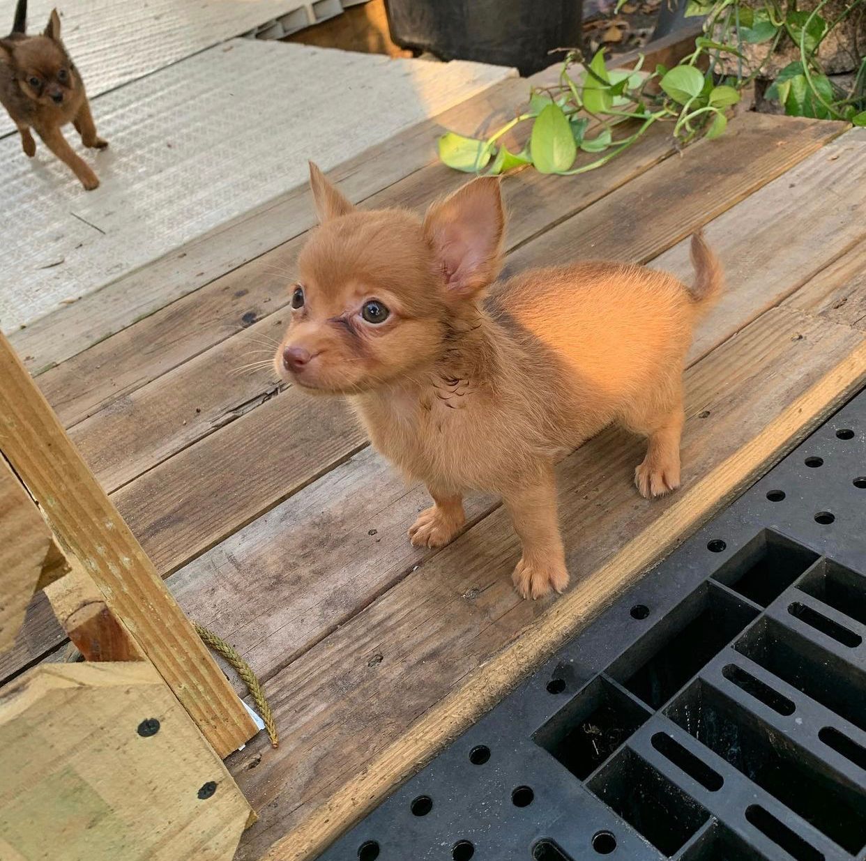 Chihuahua Puppies For Sale - Adorable Chihuahua puppies available for purchase.