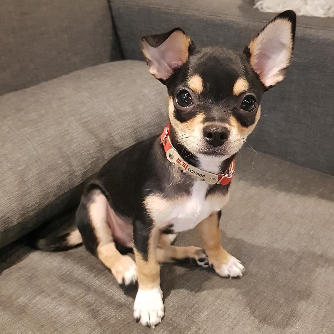 Chihuahua Puppies For Sale