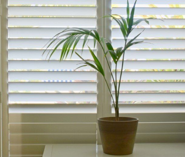 Potted plant in front of slightly open Plantation Shutters.