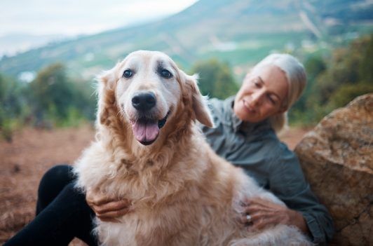 A smiling golden retriever sits outdoors next to a person who is gently patting its back in a mountainous landscape.