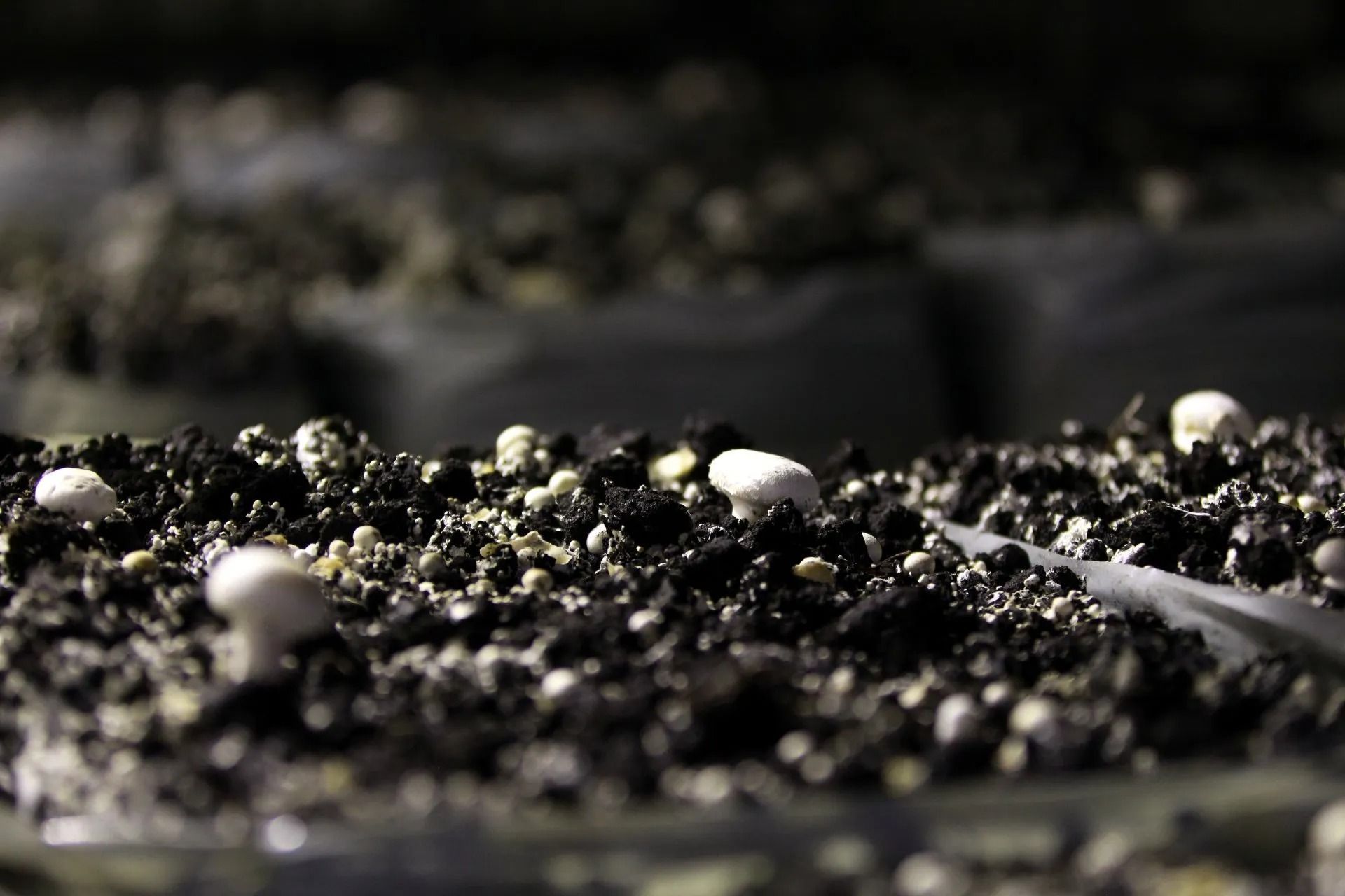 Close-up view of growing mushrooms in dark soil with white pebbles; blurry background of similar setups.