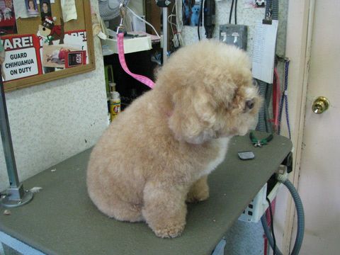 Dee's Dog Grooming, LLC