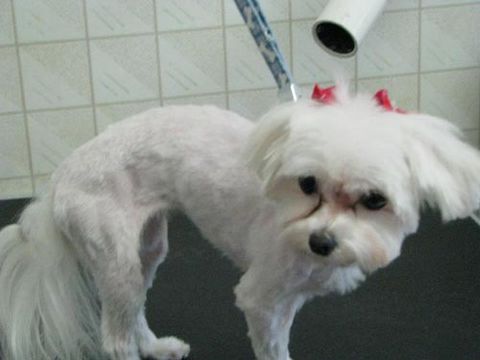 Dee's Dog Grooming, LLC