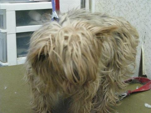 Dee's Dog Grooming, LLC