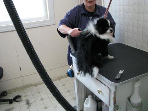 Dee's Dog Grooming, LLC