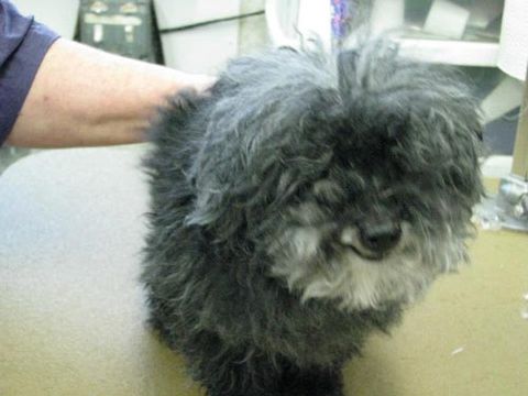 Dee's Dog Grooming, LLC