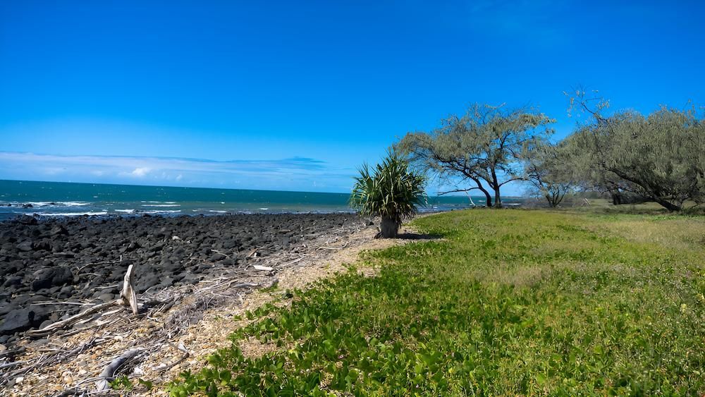 A Small Tree is Sitting on the Shore of a Rocky Beach Next to the Ocean — Nicks Readymix in Poona, QLD