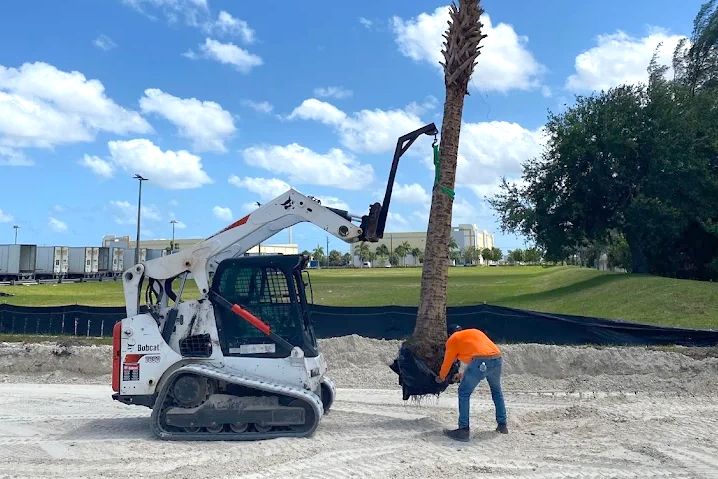 A Bobcat skid-steer is planting a palm tree. A worker in an orange shirt is helping position the tree.