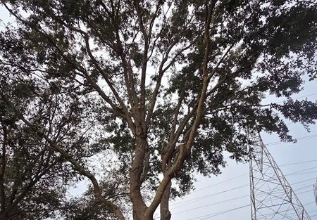 A tree service truck using a crane to remove a large tree trunk and branches next to a trailer.