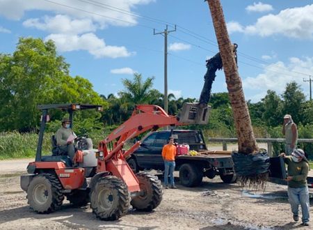 A small tractor lifts a palm tree trunk. Workers assist at the truck, outdoors.