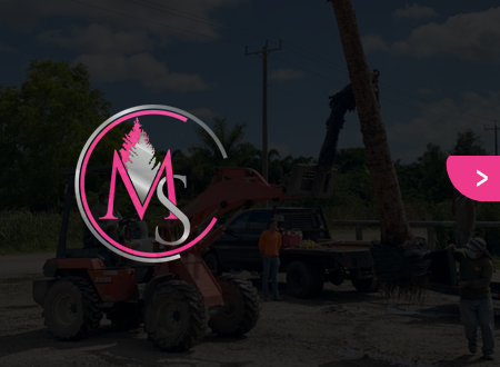 A man is cutting a tree with a chainsaw.