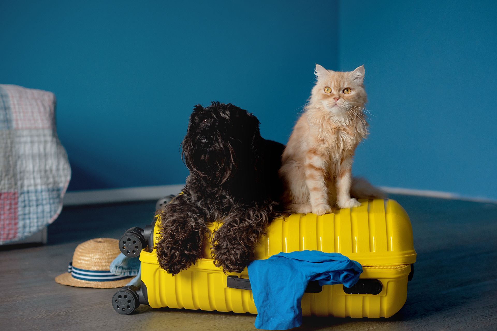 A Dog And A Cat - Apopka, FL - Strohm Agency Inc