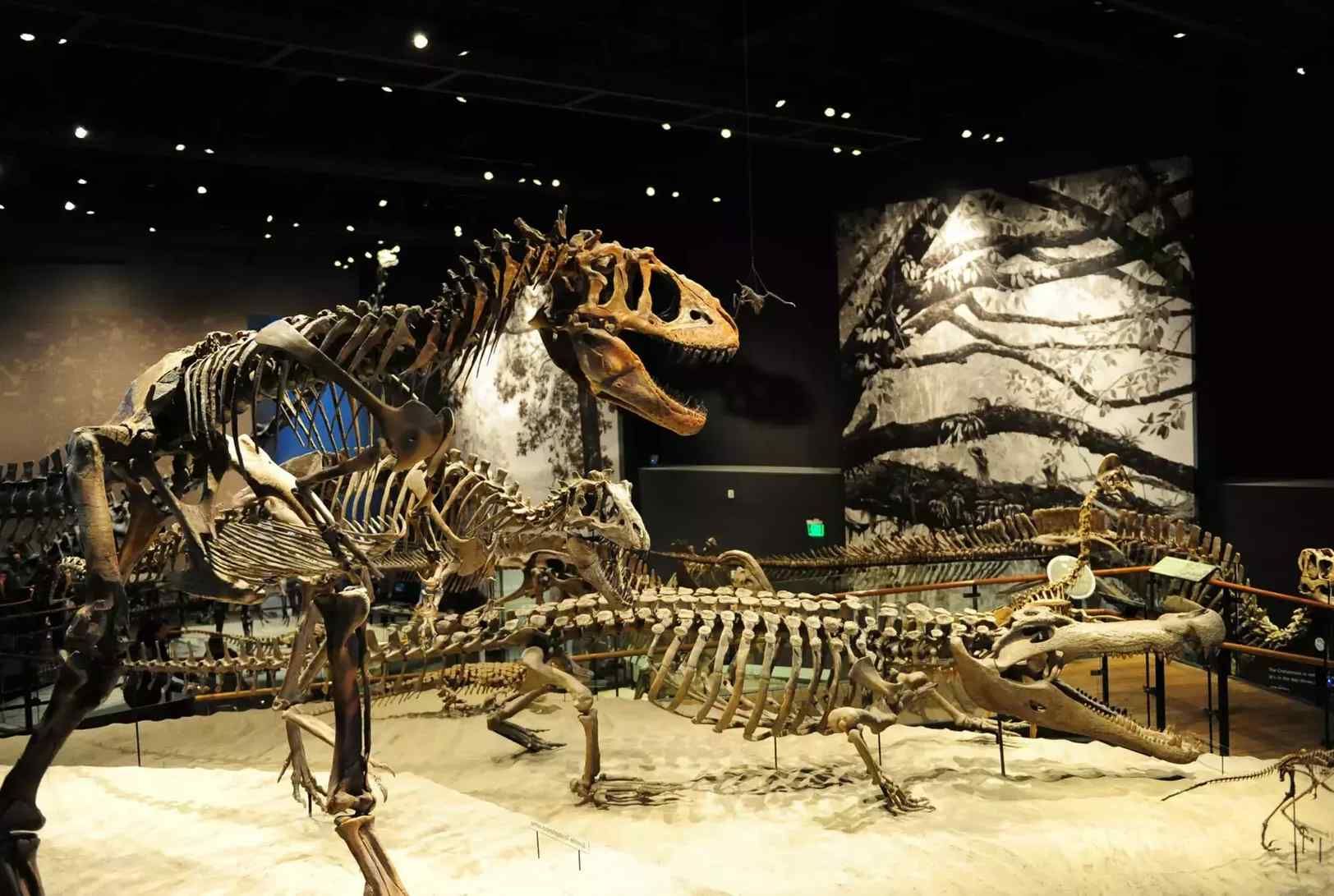 Two dinosaur skeletons are displayed in a museum.