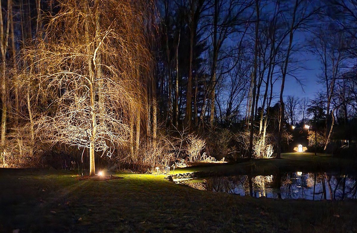 A forest at night with trees lit up and a pond in the foreground.