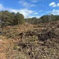 A large pile of wood is sitting in the middle of a forest.