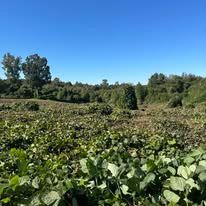 A field filled with lots of green plants and trees on a sunny day.