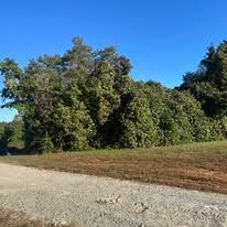 A dirt road going through a field surrounded by trees on a sunny day.