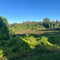 A field filled with lots of trees and bushes on a sunny day.