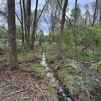 There is a stream running through the woods.