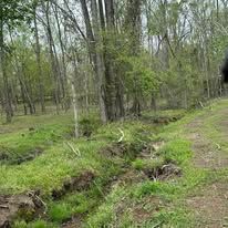 A person is walking down a dirt path in the woods.