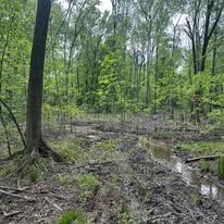 A muddy path in the middle of a forest surrounded by trees.