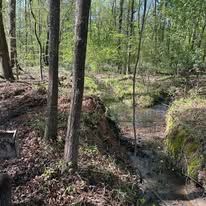 A small stream in the middle of a forest surrounded by trees.