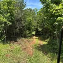 A dirt road going through a lush green forest.
