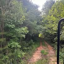 A dirt road going through a lush green forest.