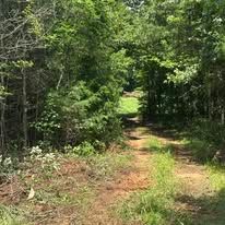 A dirt road going through a lush green forest.