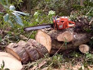 Sawing up the log . . . Just like slicing bread