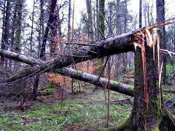 Storm - Sitka Spruce through the phone lines