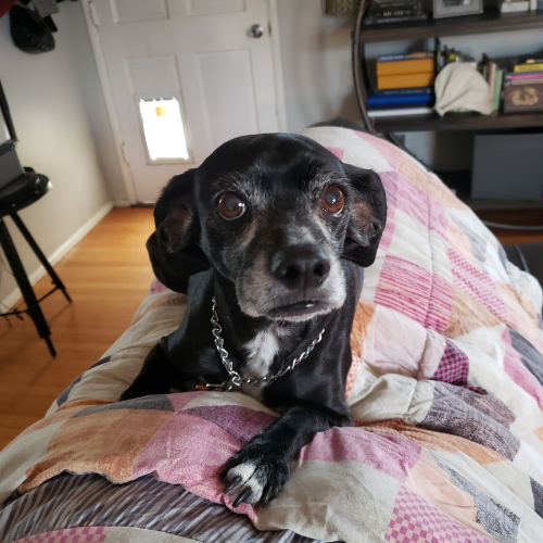 Elderly dog and owner on a couch, yard protected by Turd Titan.