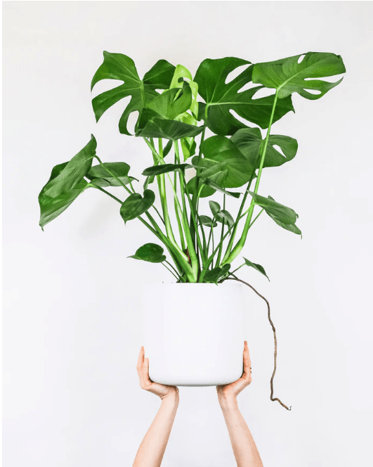 indoor plants help working form home