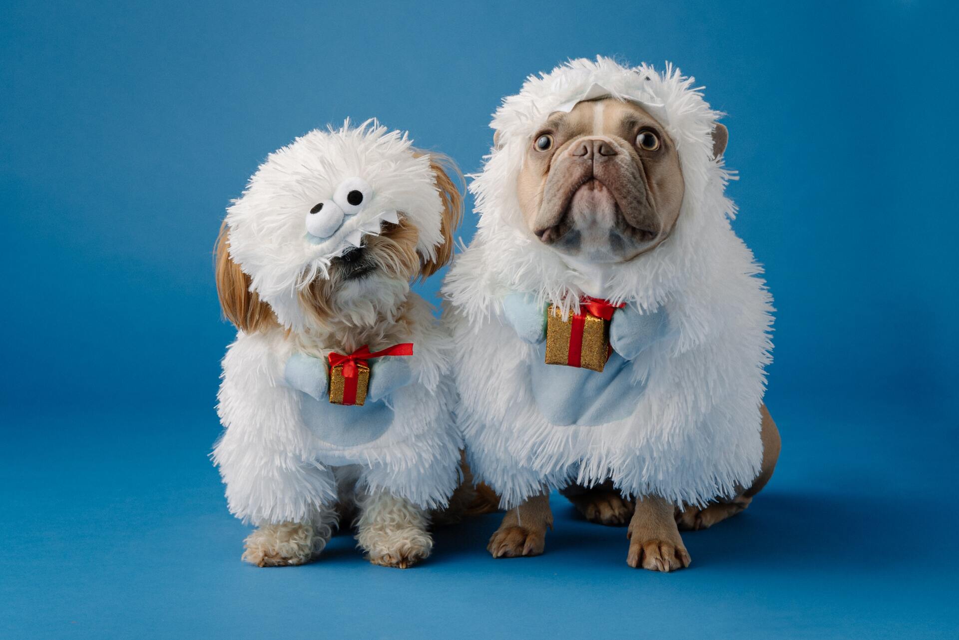 Two dogs dressed in christmas outfits