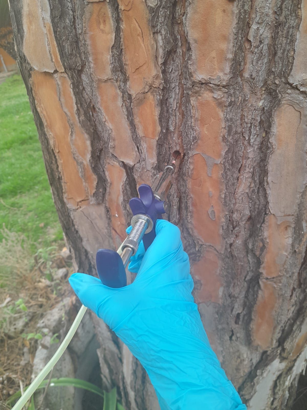 Stesura manto erboso