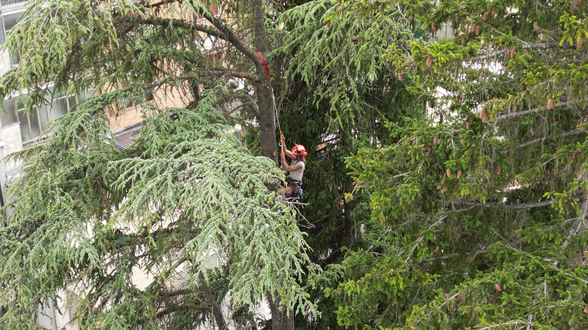 Servizio Tree Climbing