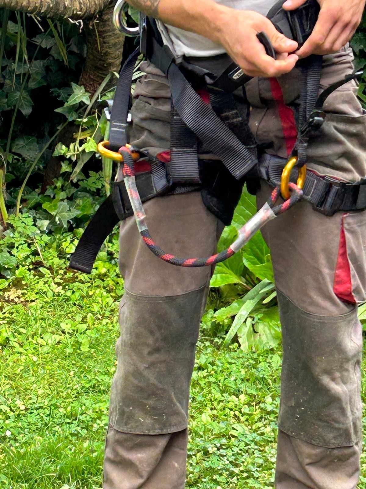 Servizio Tree Climbing