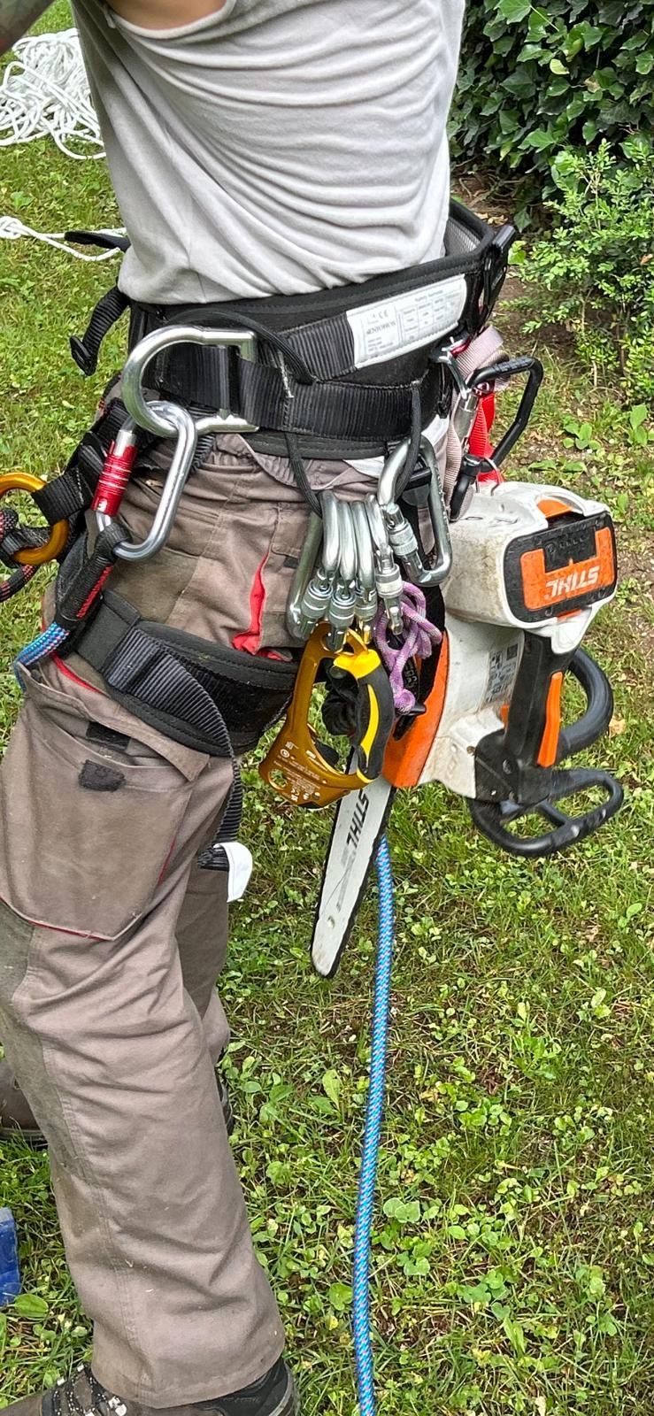 Servizio Tree Climbing