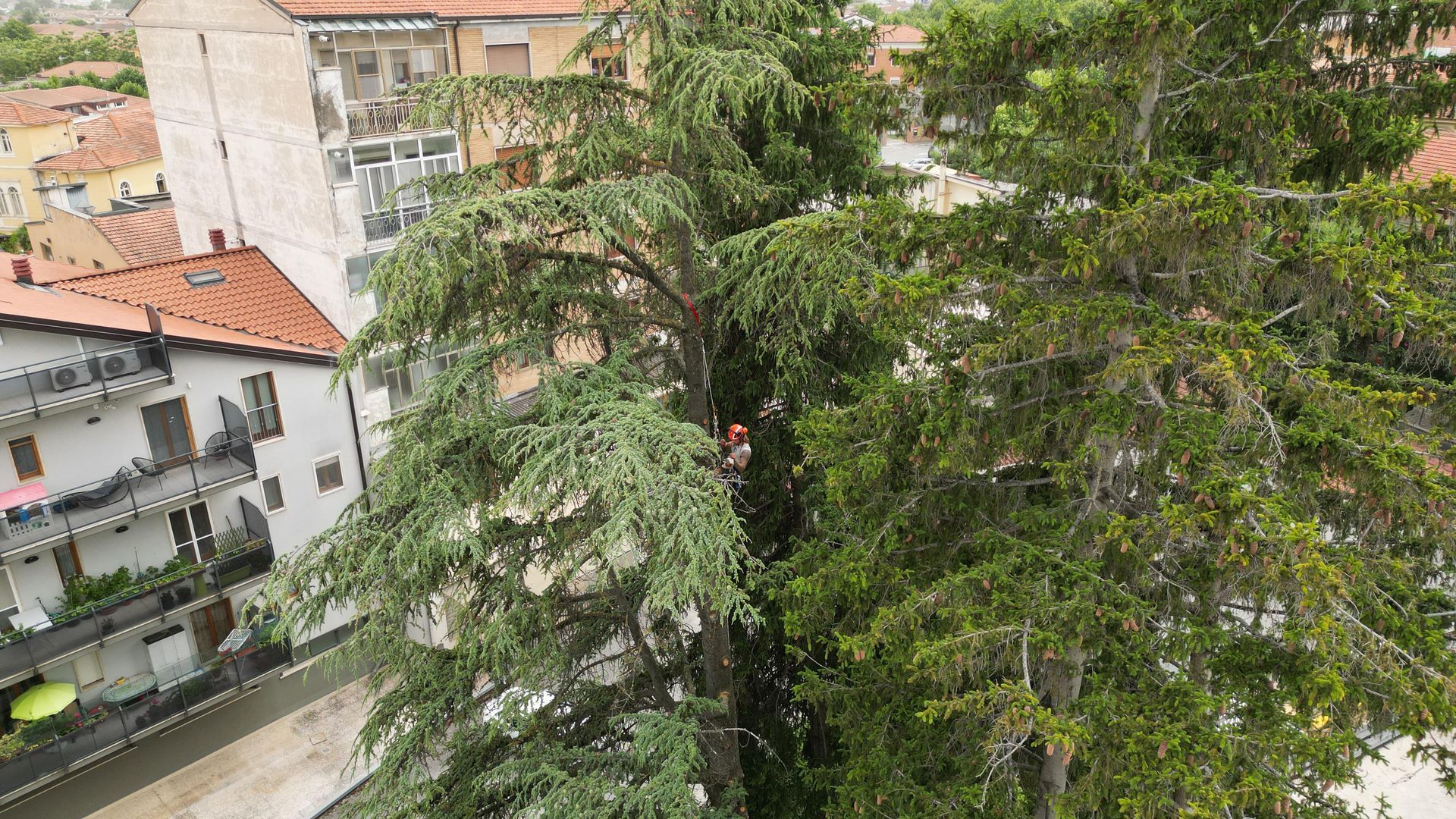 Servizio Tree Climbing