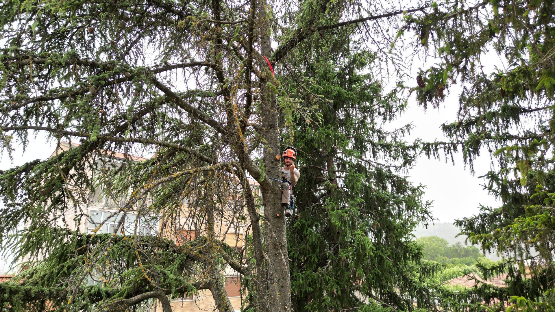 Servizio Tree Climbing