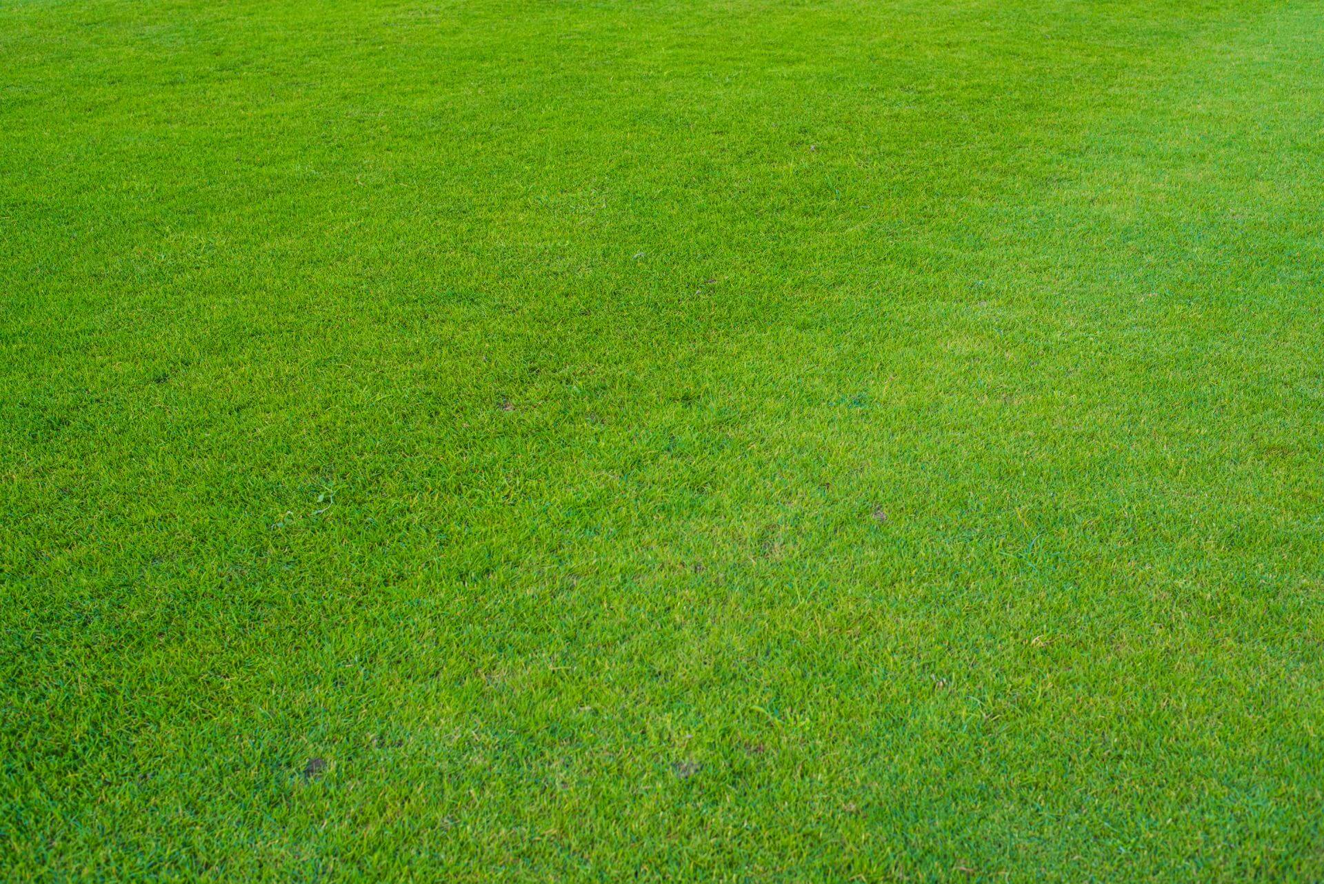 Manto erboso appena steso