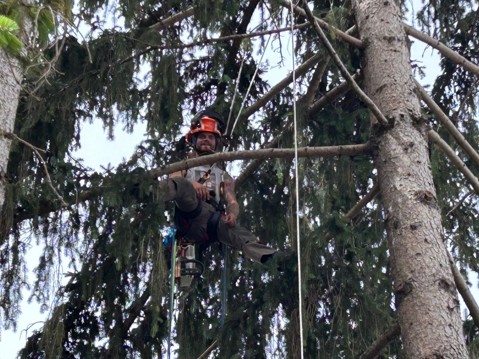 Servizio Tree Climbing