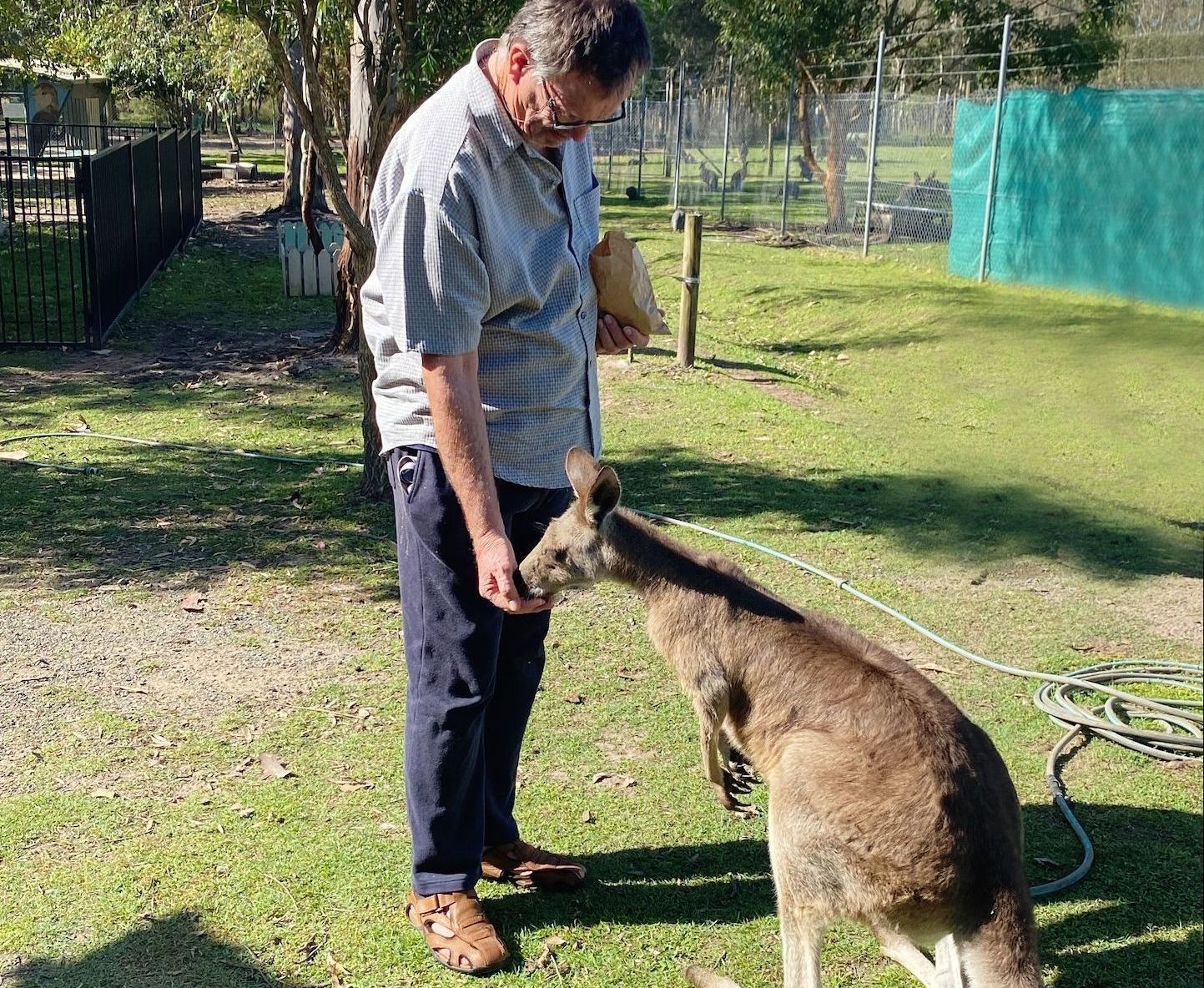 Man with a disability feeding a kangaroo - NDIS in Urangan, QLD