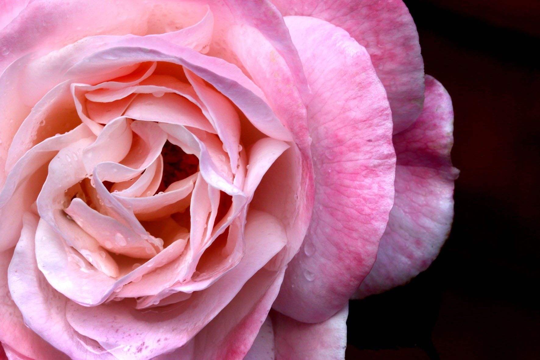 How to Deadhead Roses