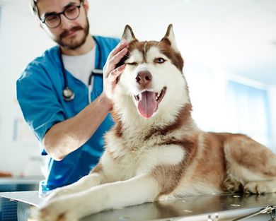 servicios veterinarios en cali