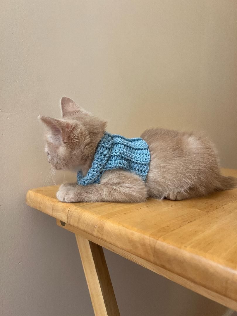 Fur Baby Vest, June 13 (1:00 p.m. - 3:00 p.m.)