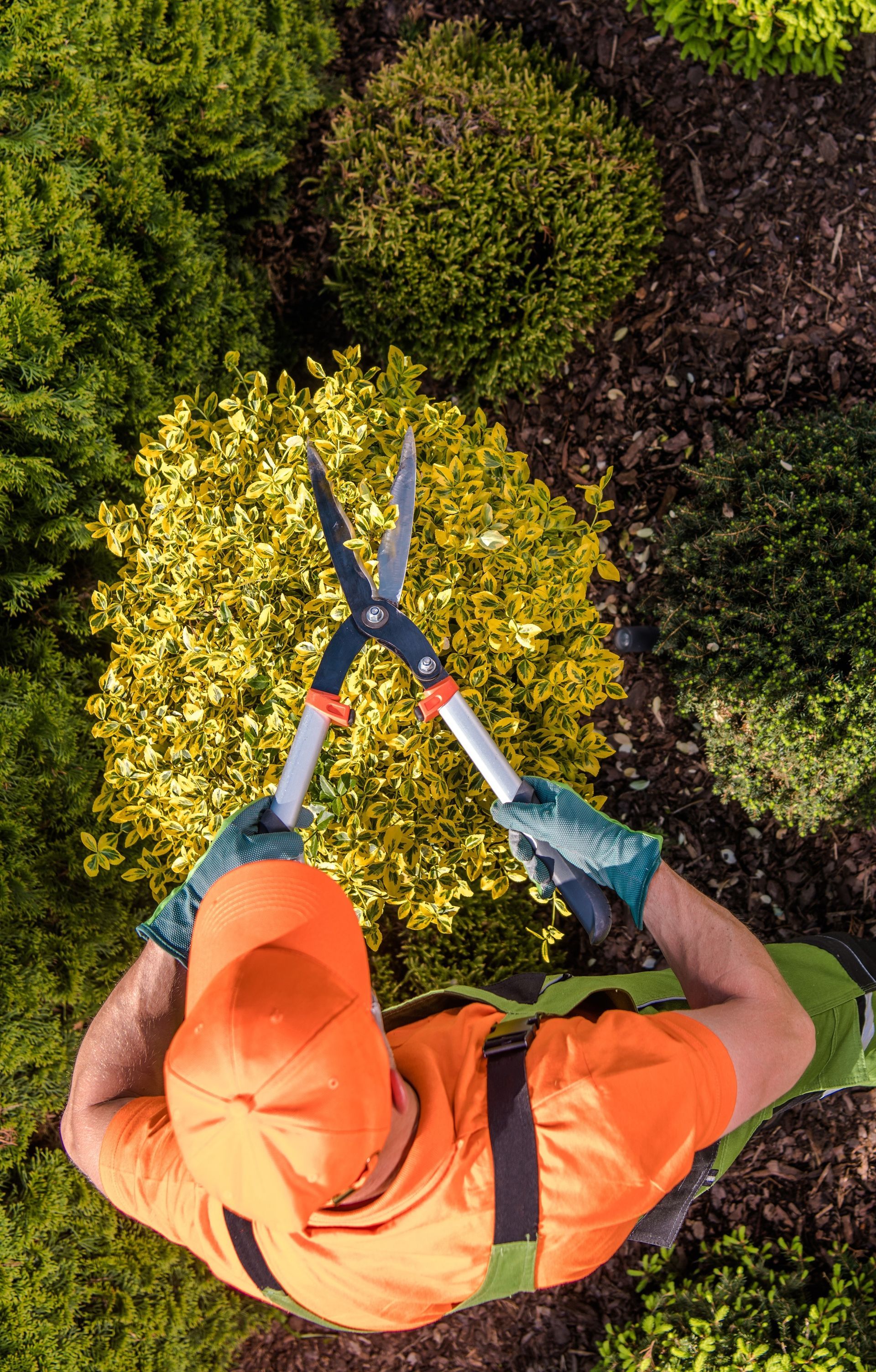 A man is cutting a bush with a pair of scissors.